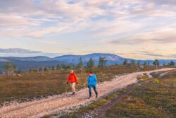 Kaksi retkeilijää sorapolulla ilta-auringon valaisemassa tunturimaisemassa Pallas-Yllästunturin kansallispuistossa.